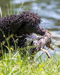 Ghillie Kezer