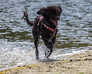 Tootsie Totten