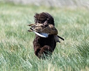 Ghillie