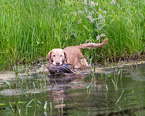 20170603-SHRW-1345.jpg