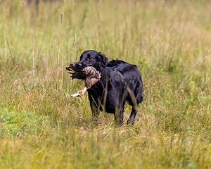 Ziva