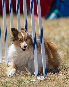 20160618-CCKC-1897.jpg