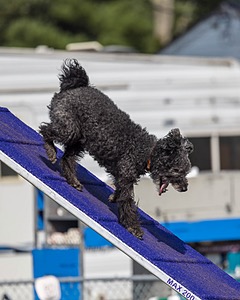 Frankie Barnum