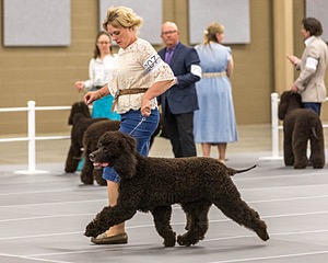 207 - GCH CH Flintcrest First Strike Fintan