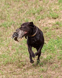 Tucker