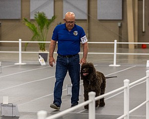 700 - GCH Blackthorn’s Lass That Loves A Sailor in Wicklow CD RM CGC