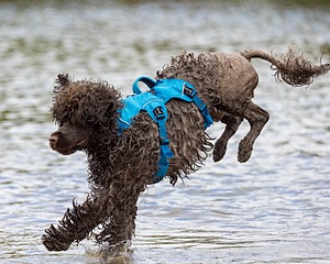 Smudge Lefebvre