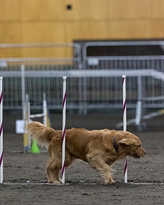 Pup-Pup Beaulieu
