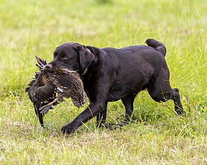 Otter Henry