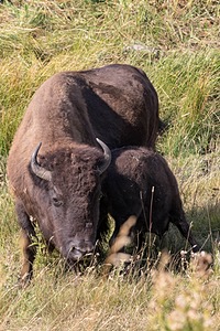 Yellowstone National Park