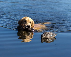 Meadow