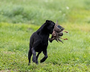 Cane Robichaud