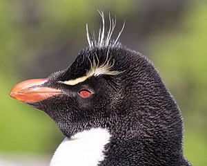 Rockhopper Penguin, Saunders Island, The Falklands