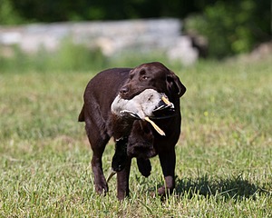 Kodi