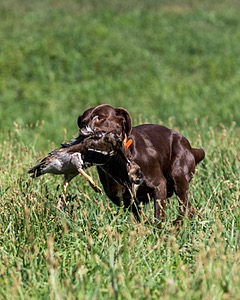 Gauge Mallette