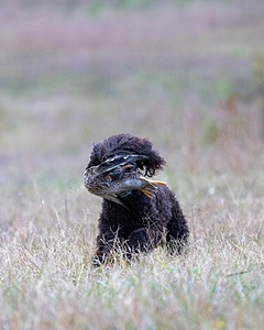 Ghillie Kezer