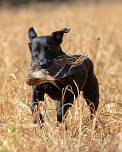 Ty Kegeles