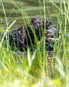 Ghillie Kezer