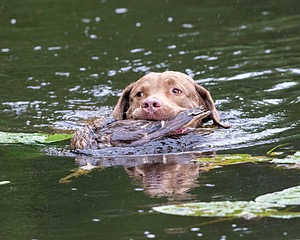 Hunter Law