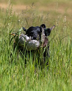 Ruger Bodine