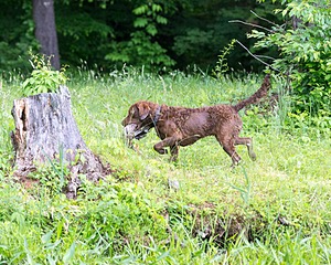 Easton