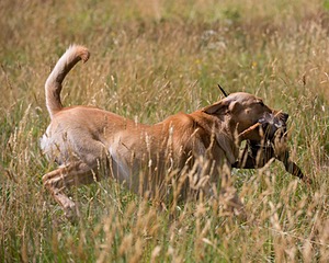 RUFF Millheim