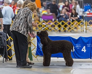 16 - GCH EPIK'S IN OMNIA PARATUS CGC ATT BCAT (Myna)