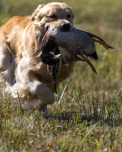 Koda Huss