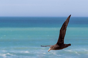 Storm Petrel, Peninsula Valdes, Argentina