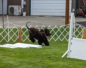 1801 - CH COOMARA OGHA O'BOBN AT BELTANE CD BN RN BCAT RATO CGC TKI (Bob'N)