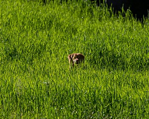 20170604-SEAL-0015.jpg