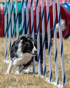 20160618-CCKC-1695.jpg