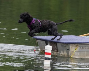 Boaty Bellicose