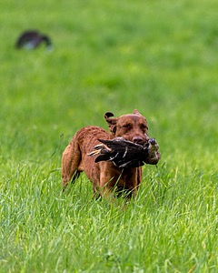 20170603-SHRL-0953.jpg