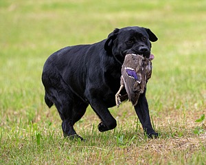 Hugo