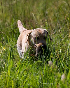 Merle