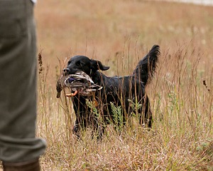 Onyx