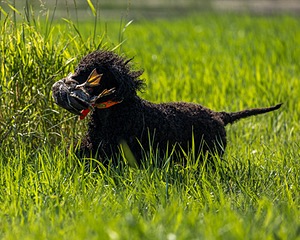 Ghillie Kezer