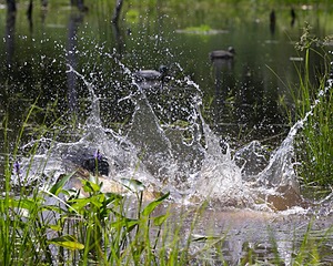 Peaches Abbott