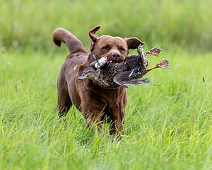 Aonghus McCue