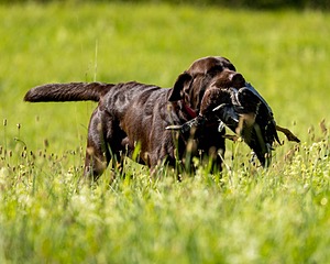 Gunny Fisher