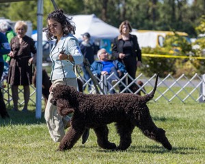 09 - GCH CH POOLE'S IDE DARK KNIGHT RN CGC TKN ATT (Oscar)
