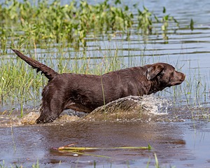Molly Brownell