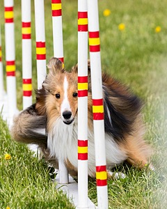 Moose Carlson