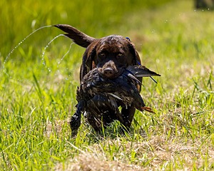 Louie Foster