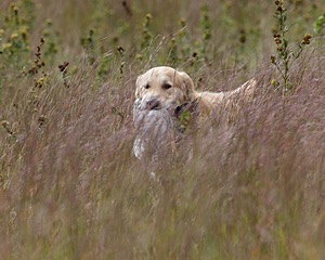 Ghillie