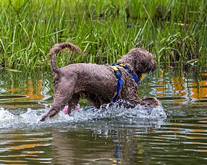 Oscar Crouch
