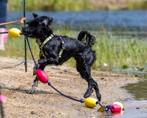 Dottie Notestine