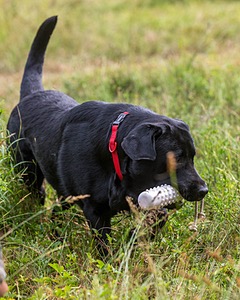 Murphy
