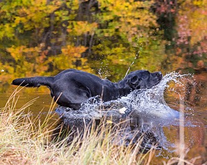Glenforest's Pique Dame JH (Chloe)